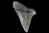 Bargain Fossil Mako Shark Tooth - Georgia #75081-1